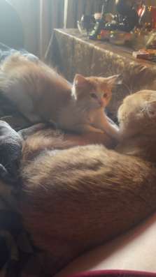 Шотландские котята фото 3