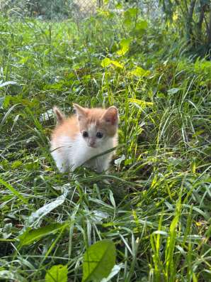 Котята