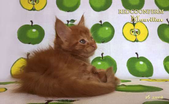 Котенок мейн кун красный солид. Шоу класс в Перми фото 10