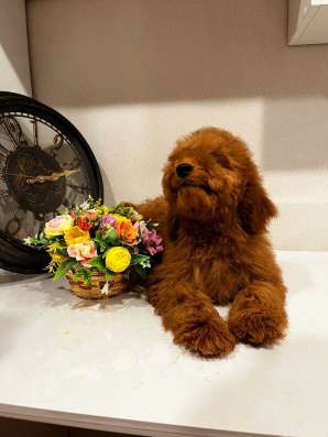 Toy POODLE/miniature фото 7
