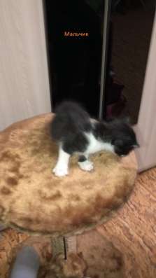 Отдам котят в Нижнем Новгороде фото 9