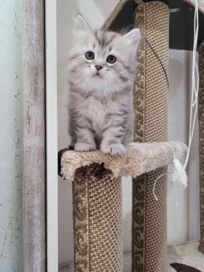 Сибирские котята в Волгограде фото 3
