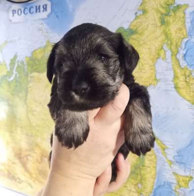 Щенок породы цвергшнауцер
