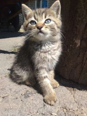 Отдам котят бесплатно фото 6