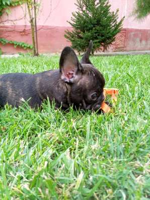 Französische Bulldogge Welpen