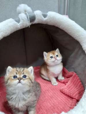 Британские котята фото 6
