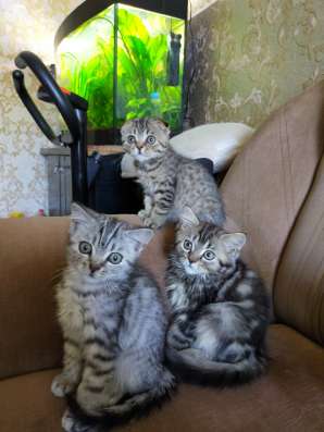 Шотландские котята фото 8