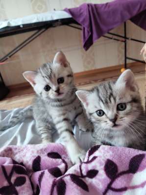 Шотландские котята