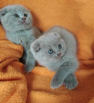 Котята Gatitos british y scottish
