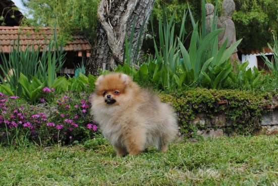 Pomeranian Spitz girl фото 4