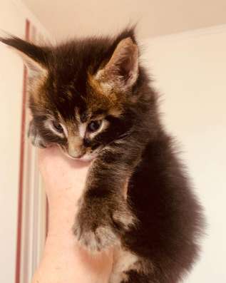 Lovely Maine Coon babies фото 7