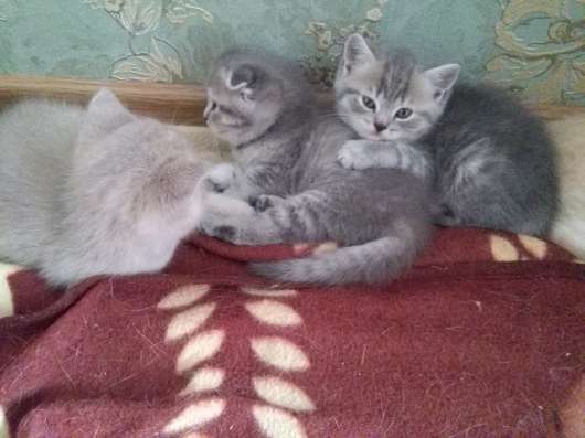 Британские котятки фото 5