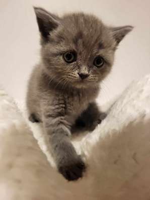 Котята скотиш фолд/ страйт фото 12
