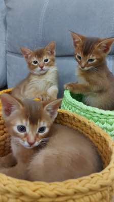 Абиссинские котята в Челябинске фото 3