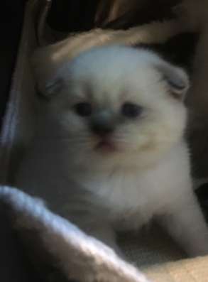 Продам котят Scottish Fold