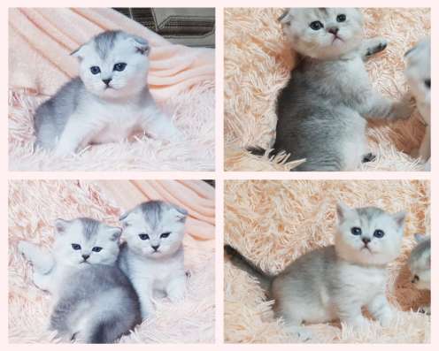 Шотландские котята