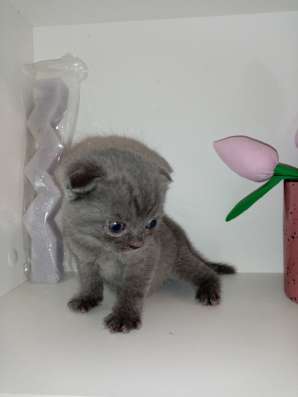Шотландские котята фото 9