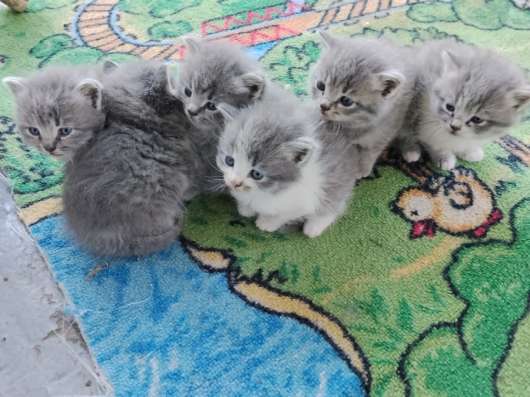 Отдам котят в хорошие руки