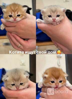 Котята шотландцы