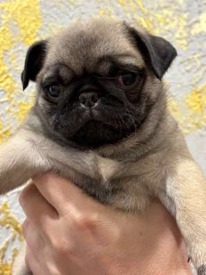 Мопс
