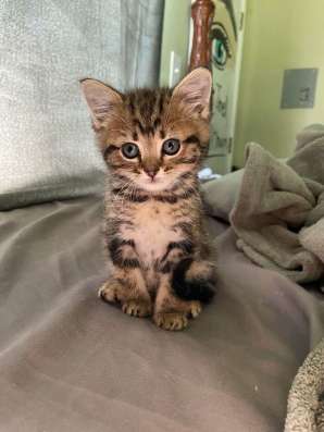 Шотландские котята в Москве