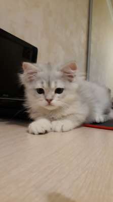 Котенок в Санкт-Петербурге фото 3