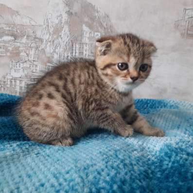 Веслоухая кошечка