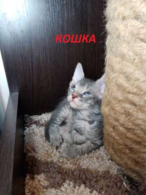 Котята донского сфинкса фото 3