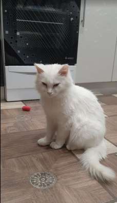 Стерилизованная кошечка фото 3