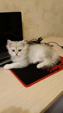 Котенок