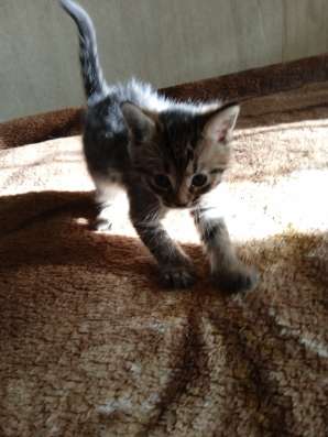 Отдам котят в добрые руки фото 5