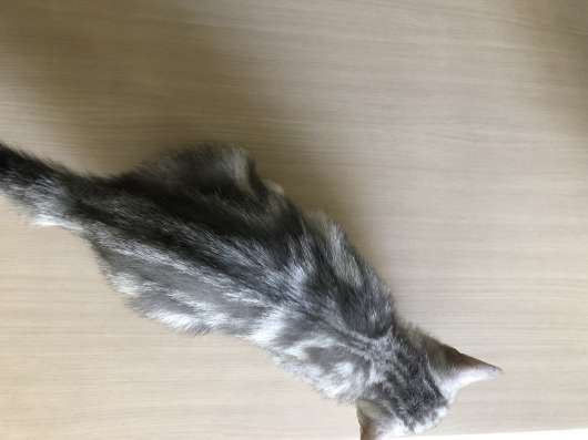 Продам котяток скотиш-фолд фото 3