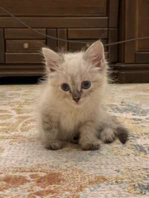 Котята Невские маскарадные в Астрахани фото 3