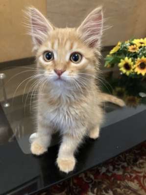 Отдам котенка в добрые руки