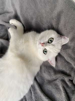 Продам кошечку, серебристая шиншилла фото 13