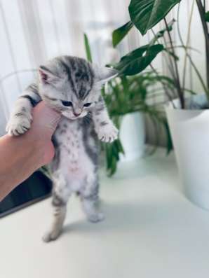 Шотландские котята в Копейске