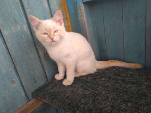 Котята в добрые руки в Люберцы фото 3