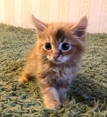 Котенок в добрые руки. Рыжий Морковкин