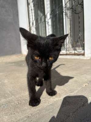 Бездомный котенок в Орске фото 3