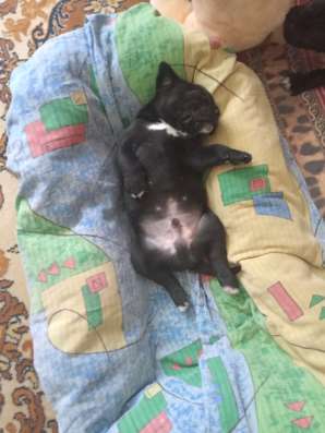 Продам щенков Кане Корсо
