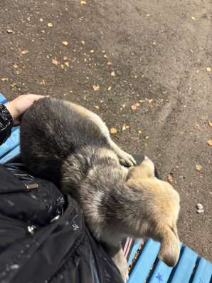 Щенок девочка