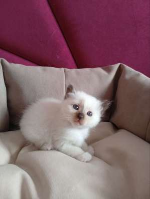 Котята Священной Бирмы