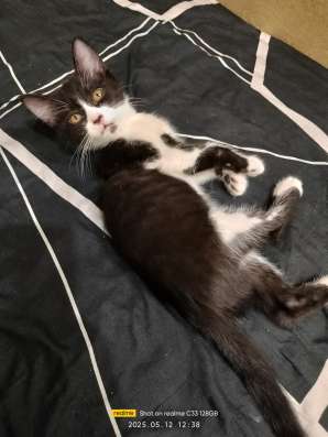 Котята в хорошие руки фото 3