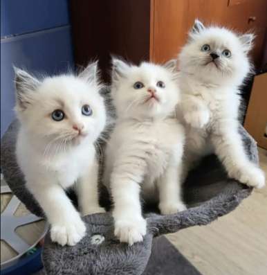 Рэгдолл котята