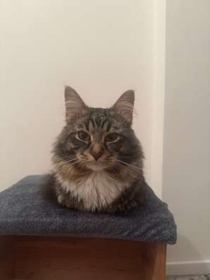 Отдадим кота бесплатно