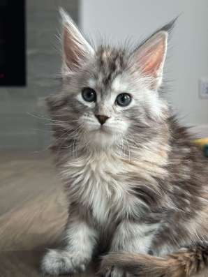 Maine Coon kittens. Home nursery фото 5