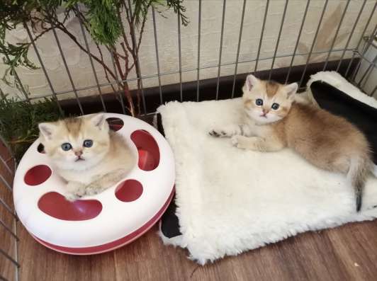 Котята. Золотые шиншиллы в Москве