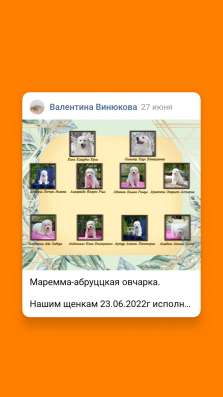 Щенки Мареммо Абруццкой овчарки в Ставрополе фото 3