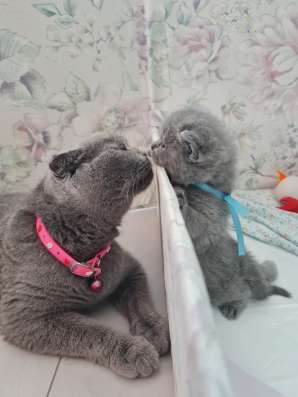 Продаются котята скотиш-страйт
