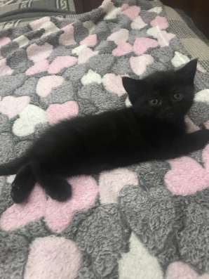 Шотландские котята в Воронеже фото 6